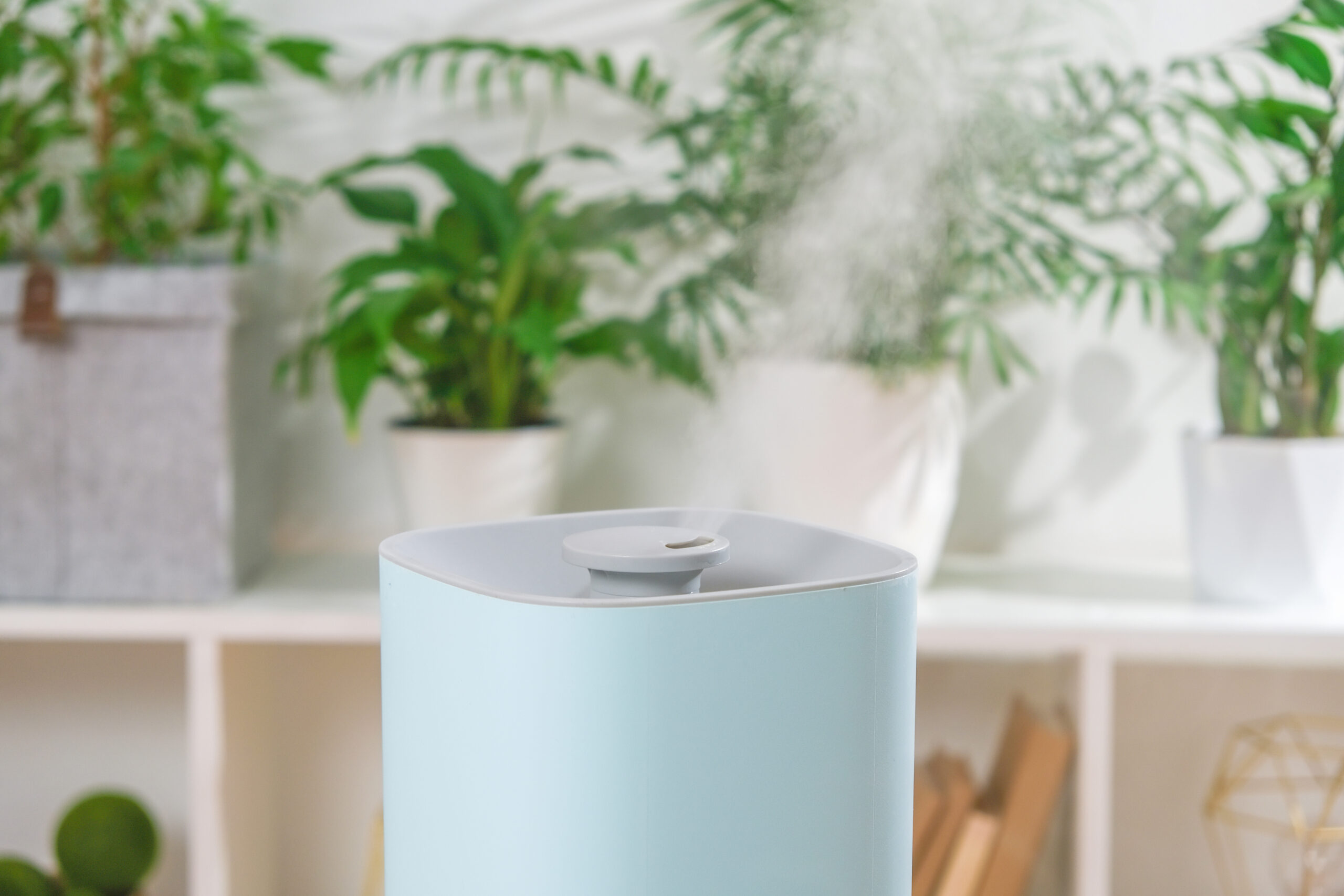 The ultrasonic humidifier releases cold steam. Care and hydration of plants in dry air.